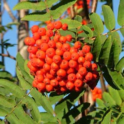 Sorbier des oiseleurs / Sorbus aucuparia